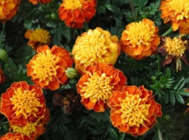 Tagetes Patula