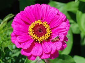 Zinnia Elegans