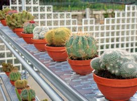 Cactos