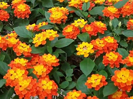 Lantana camara