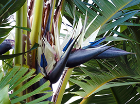 Strelitzia augusta