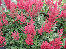 Astilbe japonica ‘Montgomery’