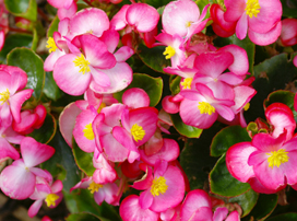 Begonia semperflorens