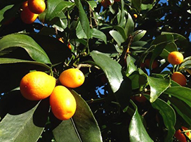 Citrus japónica