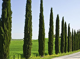 Cupressus sempervirens