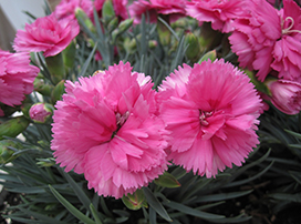 Dianthus caryophyllus