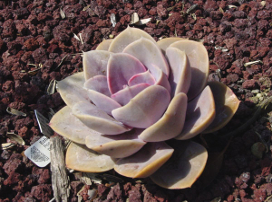 Echeveria spp.