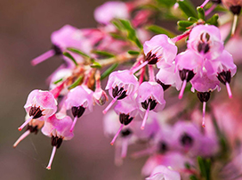Erica spp.
