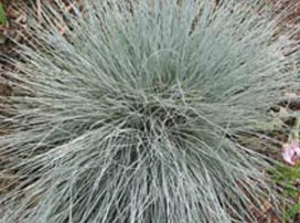 Festuca glauca