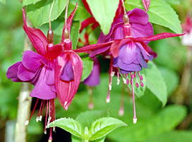 Fuchsia sp.