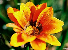 Gazania rigens