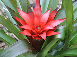 Guzmania ligulata