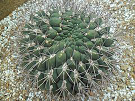 Gymnocalycium saglionis