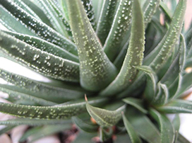 Haworthia spp.