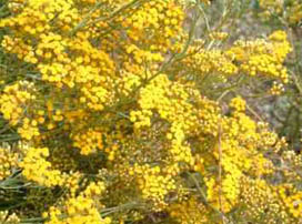 Helichrysum italicum