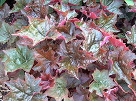 Heuchera micrantha ‘Palace Purple’