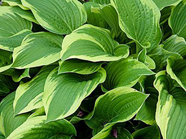 Hosta spp.