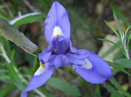 Iris sp.
