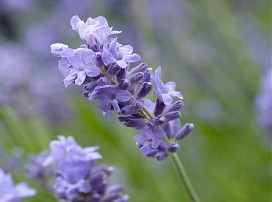 Lavandula angustifolia
