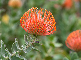 Leucospermum