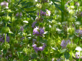 Mentha pulegium