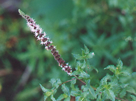 Mentha spicata