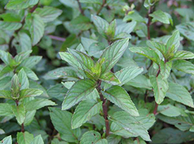 Mentha x piperita