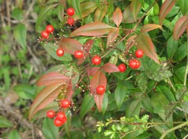 Nandina domestica