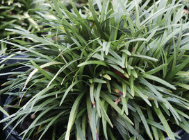 Ophiopogon japonicus