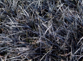 Ophiopogon planiscapus ‘Nigrescens’
