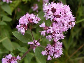 Origanum vulgare
