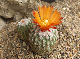 Parodia spp.
