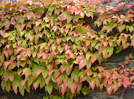 Parthenocissus tricuspidata