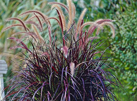 Pennisetum setaceum ‘Rubrum’