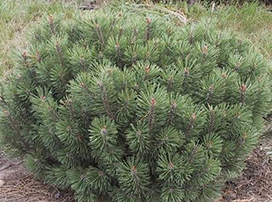 Pinus mugo