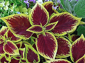 Plectranthus scutellarioides