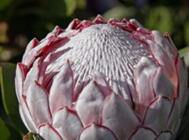 Protea sp.