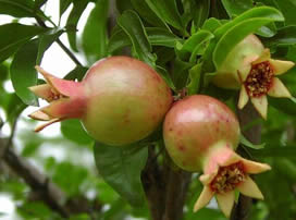 Punica granatum