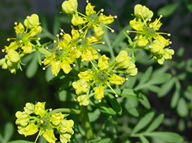 Ruta graveolens