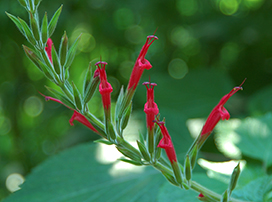 Salvia elegans