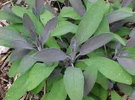 Salvia officinalis ‘Purpurascens’