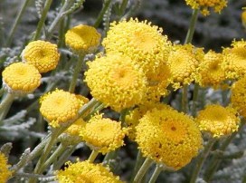 Santolina chamaecyparissus