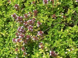 Thymus citriodorus
