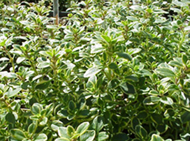 Thymus vulgaris 'Variegata'