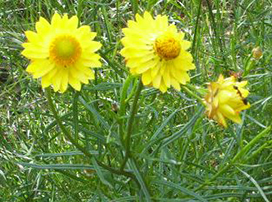 Xerochrysum bracteatum