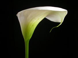 Zantedeschia aethiopica