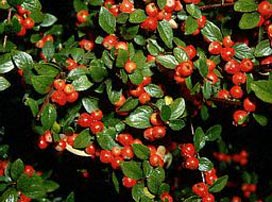 Cotoneaster horizontalis