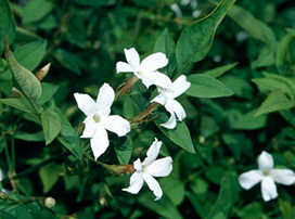 Jasminum officinale