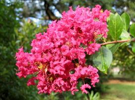 Lagerstroemia indica