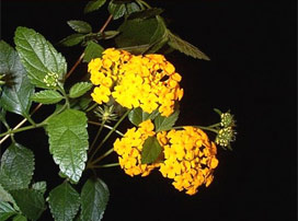 Lantana montevidensis